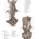 Illustration for article titled Mythological creatures are cooler when they're anatomically correct
